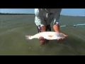 Baffin Bay Texas Redfish and Black Drum Setup DOA 2 75 Shrimp