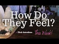 Download Lagu ALL SIGNS: Their FEELINGS For YOU This WEEK!!
