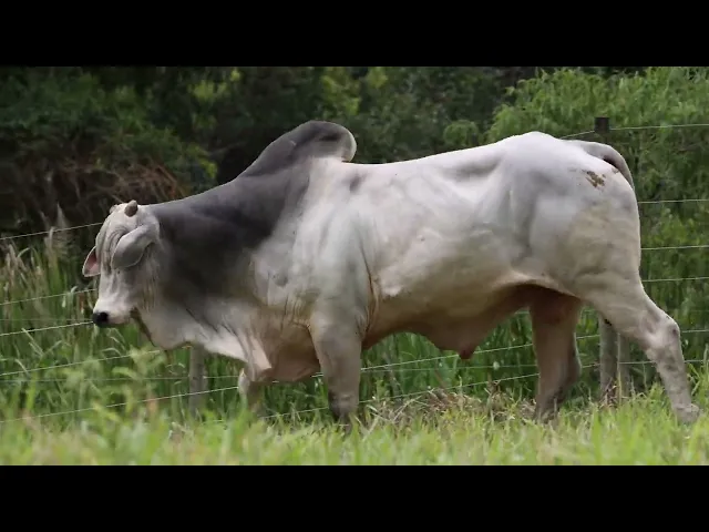 Touro Nelore ACSM - 194