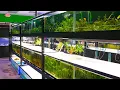 Download Lagu 150 Aquariums In This Incredible Planted Fish Store | Fish Room Tour!