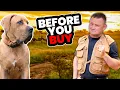 Is the SOUTH AFRICAN BOERBOEL Right for You