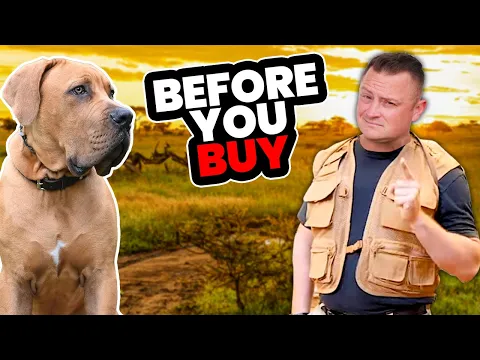 Download MP3 Is the SOUTH AFRICAN BOERBOEL Right for You?