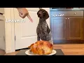 Leaving My Dog Alone With A Juicy Whole Chicken German Shorthaired Pointer