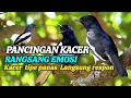 Download Lagu TERBUKTI SANGAT AMPUH, MERANGSANG EMOSI KACER JADI NYAUT BUKOR