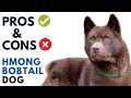 Hmong Bobtail Dog Pros and Cons Cho H Mong Coc duoi Advantages and Disadvantages