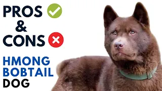 Hmong Bobtail Dog Pros and Cons Cho H Mong Coc duoi Advantages and Disadvantages