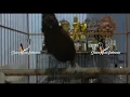 Download Lagu cililin gacor 1 jam #masteranburung #cililin #ski #shortsvideo #shorts #masteranmuraibatu #bird #wbc