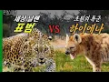 새끼 표범 노리는 하이에나! 잔혹한 하이에나떼를 만난 표범의 최후는?[환경스페셜-이래야 산다, 야생의 법칙] / KBS 20110622 방송