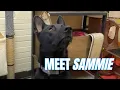 Furever Home Pet of the Week Sammie