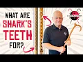 Why Sharks Teeth Cane Masters
