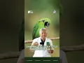 CARA MENGATASI GEJALA TETELO PADA BURUNG CUCAK IJO #cucakijo #dokterburung #ediboedisantosa