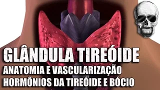 Vídeo Aula 153 | Sistema Endócrino | Anatomia Humana | Glândula Tireóide: Anatomia e Hormônios