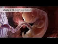 Pregnancy The First Trimester