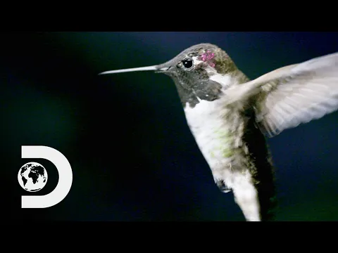 How Do Hummingbirds Hover How Do Animals Do That