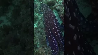 Do you Love OCTOPUS? 🐙💙 #shorts