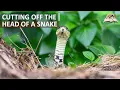 Cutting Off The Head of a Snake in Dreams - Killing Snakes Symbolism