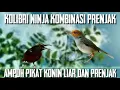 Download Lagu Kolibri ninja kombinasi prenjak pikat konin liar dan prenjak
