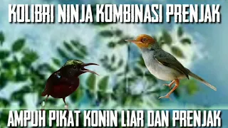 kolibri ninja kombinasi prenjak pikat konin liar dan prenjak