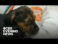 ASPCA faces criticism from local animal welfare groups