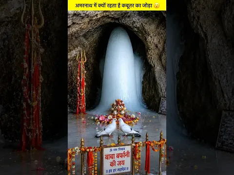 अमरनाथ में क्यों रहता है कबूतर का जोड़ा 😮 #amarnathyatra