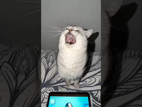 Bad Guy ft. Barking Cat