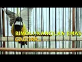 Download Lagu BIMOLI/KANCILAN EMAS GACOR COCOK BUAT PANCINGAN BIMOLI MALAS BUNYI