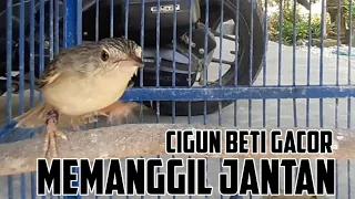 Download Pancingan Ciblek Gunung Betina Buat Cigun Jantan Agar Cepat Emosi Nyaut dan Ikut bunyi MP3