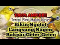 Download Lagu Terapi Pleci Bikin Ngotot Langsung Nagen Bukpar Geter-Geter!!!