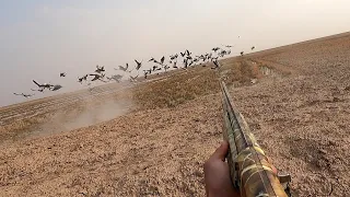 شاهد لاول مرة في العراق صيد الوز فيديو ناري لاتنسى الاشتراك بلقناة 