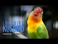 Download Lagu SUARA JERNIH!! MASTERAN Lovebird Kusumo