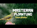 Download Lagu MASTERAN PIJANTUNG |pijantung gacor|kicau mania