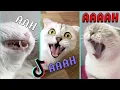Download Lagu aaaa aaaa aaaa song - Cute Cats Compilation