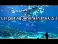 Atlanta s Georgia Aquarium Walkthrough Guide to the Largest Aquarium in the U S