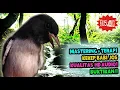 Download Lagu Kekep Babi Gacor Mp3 - Masteran Kekep Babi Unik Gemericik Air