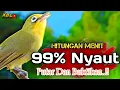 Download Lagu CIAK CIAK JOSS KECIAL KUNING AMPUH||PANCINGAN KECIAL MALAS BUNYI||