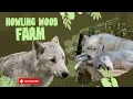 Wild Encounters Inside NJ s Howling Woods Wolf Dogs Sanctuary