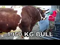 Heaviest Bull In The World 1950kg Bull named Fetard Rouge des Pres breed