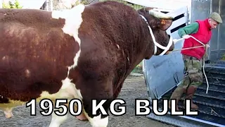 Heaviest Bull In The World 1950kg Bull named Fetard Rouge des Pres breed