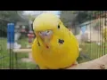 Lagu 2 Hours of Budgie Best Friends - Mango and Chutney - Singing and Talking Sounds