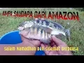 Lagu Mancing lauk sahur guysss, Salam Ramadhan dan selamat berpuasa🙏