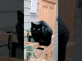 Download Lagu Cute cat Flow.