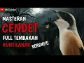 Download Lagu Masteran Cendet Full Tembakan Kuntilanak | Berjeda!!