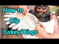 Easy Turkey Wing Clipping for Beginners Step-by-step How to Guide
