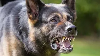 هجوم الكلاب المتوحشة اكثر من رائع 