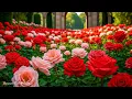 Download Lagu Een prachtige melodie tot tranen toe... Zachte muziek voor de ziel, het leven! Prachtig