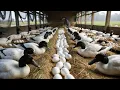 Download Lagu Raising Laying Ducks - How to Raise Ducks Effectively