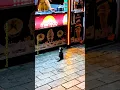 Lagu A Small Act of Kindness for a Lonely Stray Kitten ❤️🐾