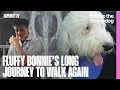 Download Lagu Fluffy Sheepdog's Long Journey to Walk Again | Supervet ER