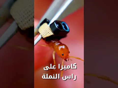 كاميرا على راس نملة حمراء🐜شاهد.مدينة السرية في منظور النمل