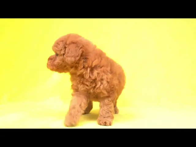 動画